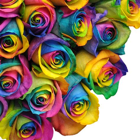 Natural Fresh Flowers - Tinted Rainbow Roses, 20", 50 Stems - Walmart.com