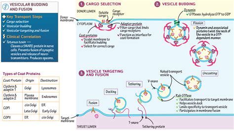 Cell Biology: Vesicular Budding and Fusion | ditki medical & biological sciences