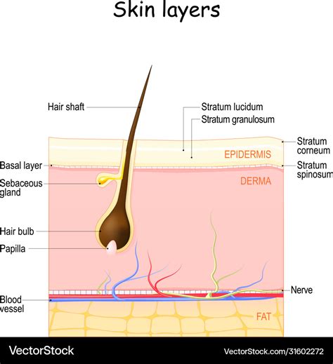 Skin layers epidermis dermis hypodermis Royalty Free Vector