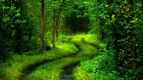 Nature Forest Wallpaper - WallpaperSafari