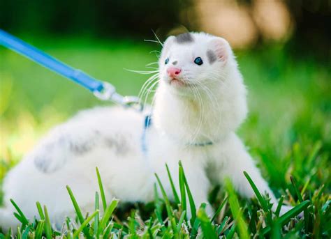 Ferret Colors: A Guide to Ferret Colors and Patterns