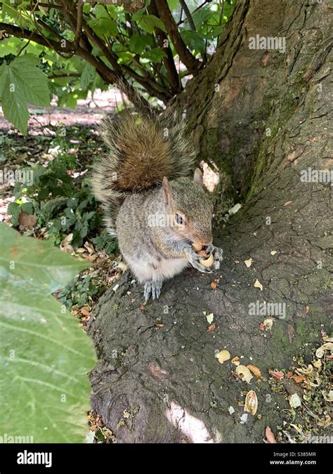 Squirrel eating nuts Stock Photo - Alamy