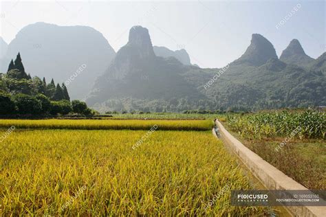 Rice field at harvest — paddy field, wall - Stock Photo | #169053160