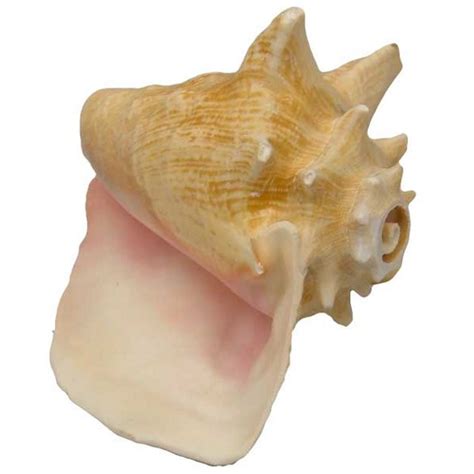 Conch Shell Horn | Sound Effects, Bird Calls | Accessories | Steve ...