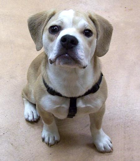 7 Bulldog Mixes: Beautiful, Button-Nosed Bully Mixed Breeds!