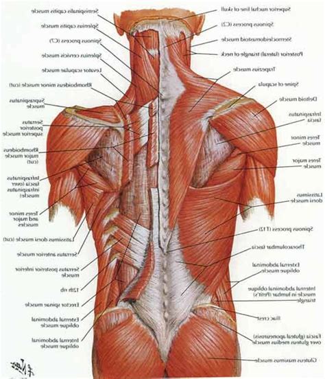 List Of Muscles Of The Body