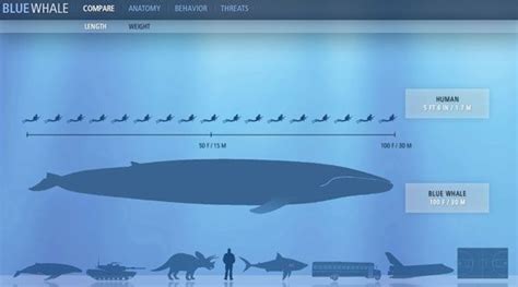 Largest Whale Compared Human