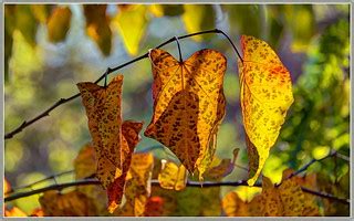 Fall Leaves | A bit of backlight showing off the Fall colors… | tdlucas5000 | Flickr