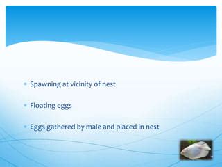 Giant gourami breeding | PPT