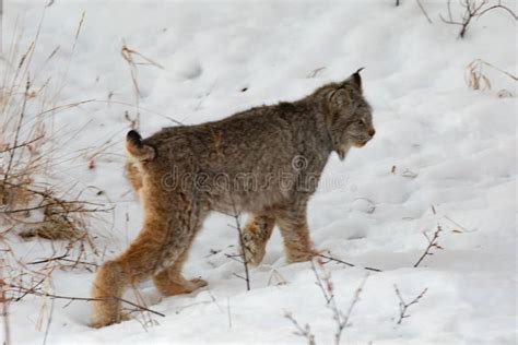 Canada Lynx Lynx Canadensis Hunting in Winter Snow Stock Photo - Image of deep, predator: 262336872