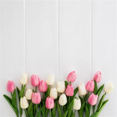 Free Photo | Beautiful tulips white and pink on white wooden background | Flower phone wallpaper ...