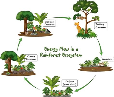 Energy flow in a rainforest ecosystem diagram 2288483 Vector Art at Vecteezy