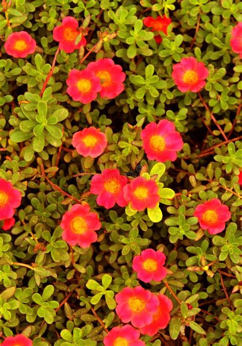 Portulaca Grandiflora- Eleven O`clock- Ten O`clock Flowers Stock Image - Image of moss, mexican ...