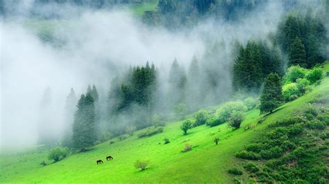 green forest wallpaper 4k Free download green forest wallpaper hd background 9 hd wallpapers art ...