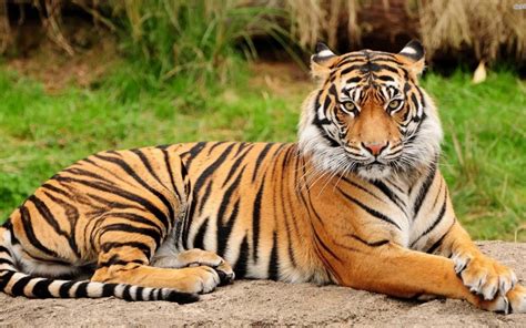 National Animal of India: Royal Bengal Tiger