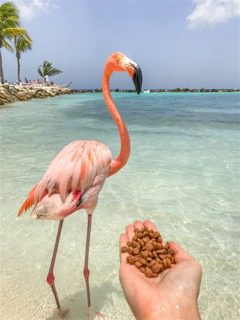 How to Visit Flamingos in Aruba: Renaissance Private Island | Flamingo beach aruba, Aruba ...