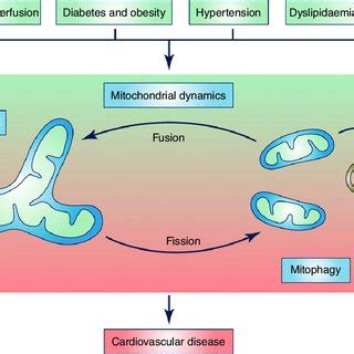 (PDF) Mitochondrial dynamics, mitophagy and cardiovascular disease