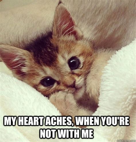 5 Cutest Cat memes ever! | Socially Fabulous