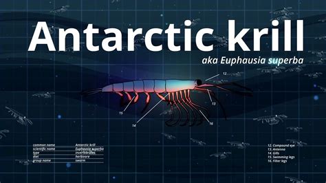 Antarctic Krill Swarm