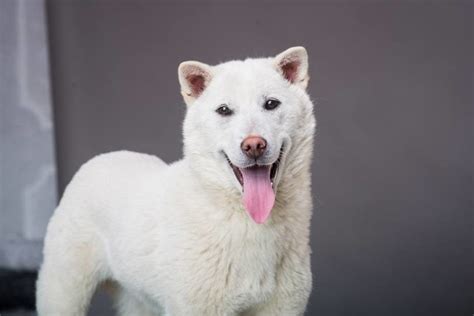 Kishu Ken Dog Breed Guide: Info, Pictures, Care & More | Pet Keen