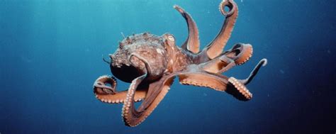 Octopus Facts, Worksheets & Habitat Information For Kids