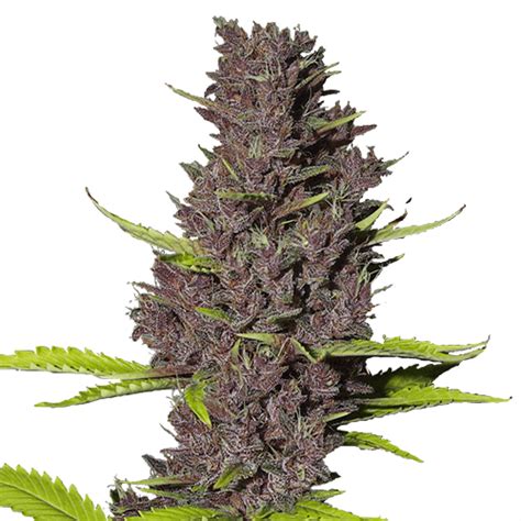 Blue Dream Strain Inforamation | Hybrid Cannabis Strains [2024 Reviews]