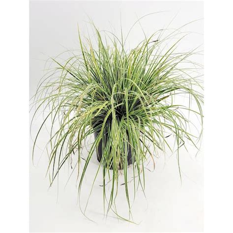 BELL NURSERY 1 Gal. Everlime Carex Live Ornamental Grass Outdoor Plant CAREX1LME1PK - The Home Depot