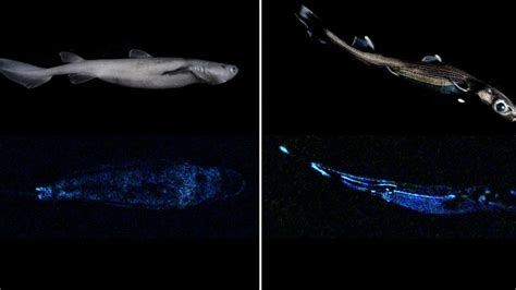 Scientists find three new shark species that glow in the dark - News 1 NYC