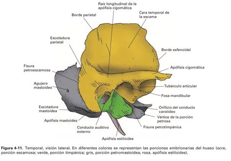 Hueso temporal (1) | Anatomia del hueso, Anatomía del esqueleto humano, Anatomia humana huesos