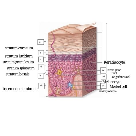 [Solved] can I get this labeled. EPIDERMIS 51. Stratum basale 52. Stratum... | Course Hero