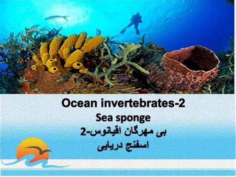 Ocean invertebrates- 2