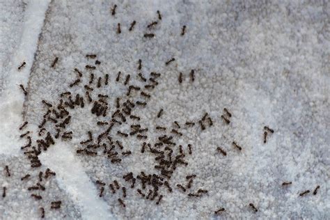 How Do I Get Rid Of Little Black Ants In My Kitchen - Kitchen Photos Collections