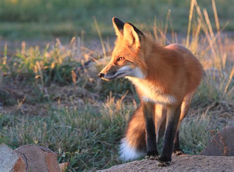 What to do When Foxes Move In : The National Wildlife Federation Blog