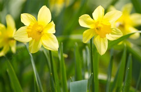 200+ Narcissus Tazetta Pictures, HD Photos For Free Download - Pngtree