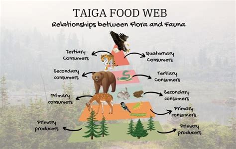 Taiga Food Web: Interconnected Relationships between Flora and Fauna