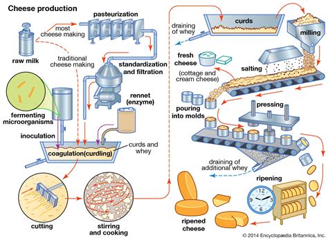 Dairy product - Cheese Varieties, Nutrition, Production | Britannica