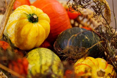 Pumpkin Autumn Harvest Free Stock Photo - Public Domain Pictures