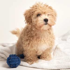 Malti Poo Puppies for Sale - Puppies White Plains - (914) 949-7877