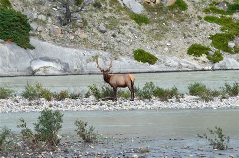 Elk Male Antlers - Free photo on Pixabay - Pixabay