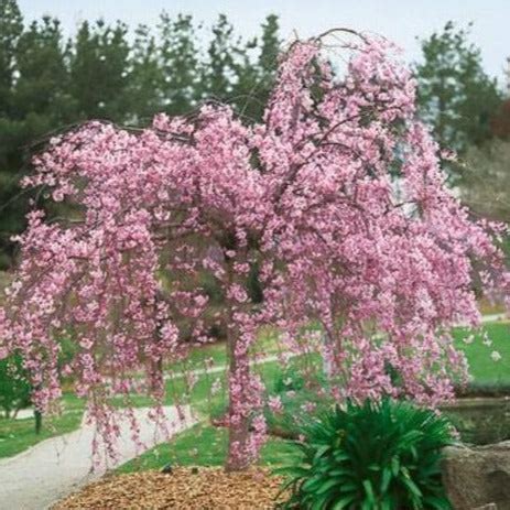 Pink Weeping Cherry Tree - PlantingTree