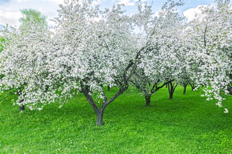 Complete Guide To Apple Tree Pollination - Minneopa Orchards