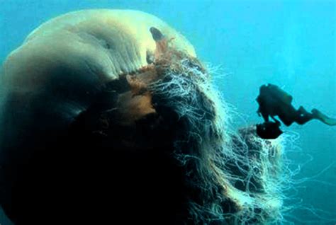 Lion's mane jellyfish - Alchetron, The Free Social Encyclopedia