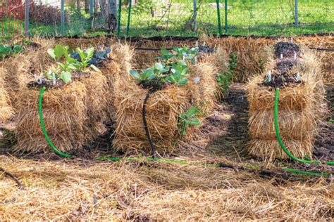 Straw bale gardening - Illinois Country Living Magazine