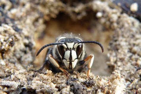 Baldfaced Hornet | Insect Collection