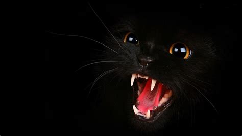 Black Cat 3D Wallpapers - Top Free Black Cat 3D Backgrounds - WallpaperAccess