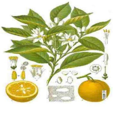 Citrus Bergamia Risso (25) | Download Scientific Diagram