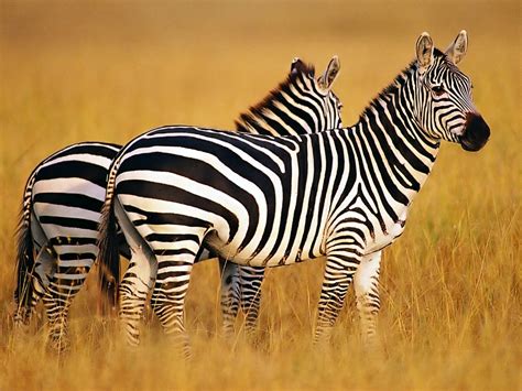 Top 20 Most Cute And Dashing Zebra Wallpapers In HD