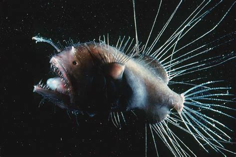 Fanfin anglerfish | Animals | Monterey Bay Aquarium