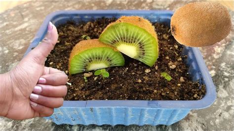 How To Grow Kiwi Fruit : It can tolerate cold up to zone 5. - Download ...