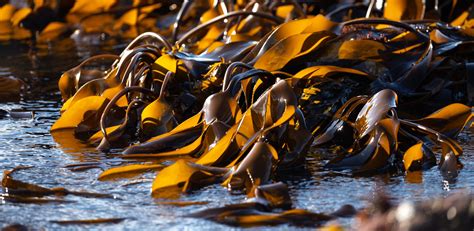 Seaweed Supplements Offer Tremendous Health Benefits | Be Herbal® Articles on Healthy Lifestyle ...